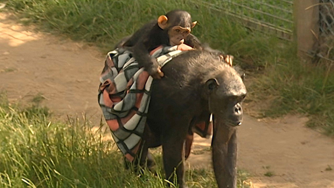 Monkey Business — Épisode 3