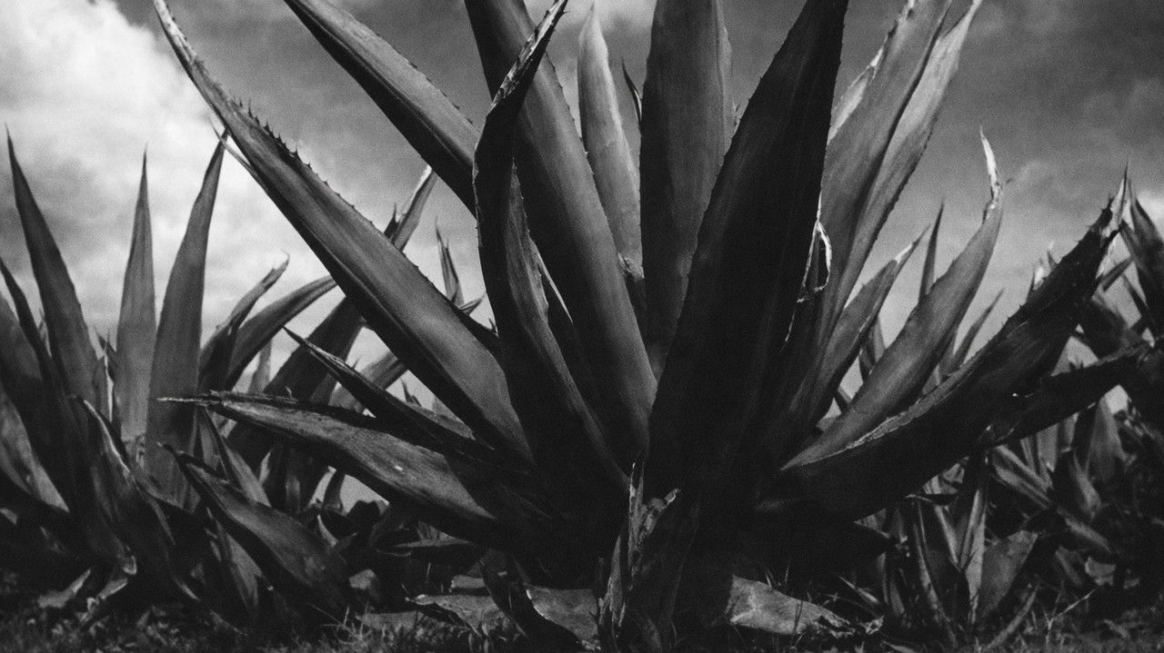 Magueyes backdrop