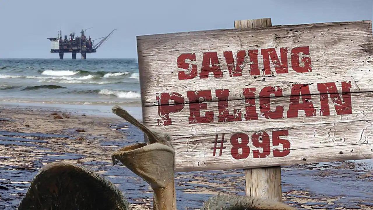 Saving Pelican 895 background