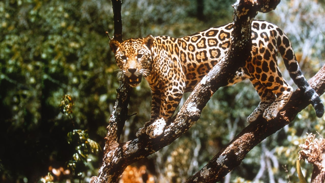 Scen från Jungle Cat