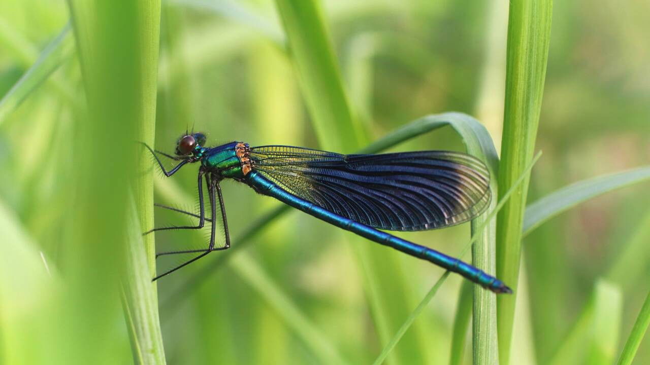 Call of the Dragonflies backdrop image