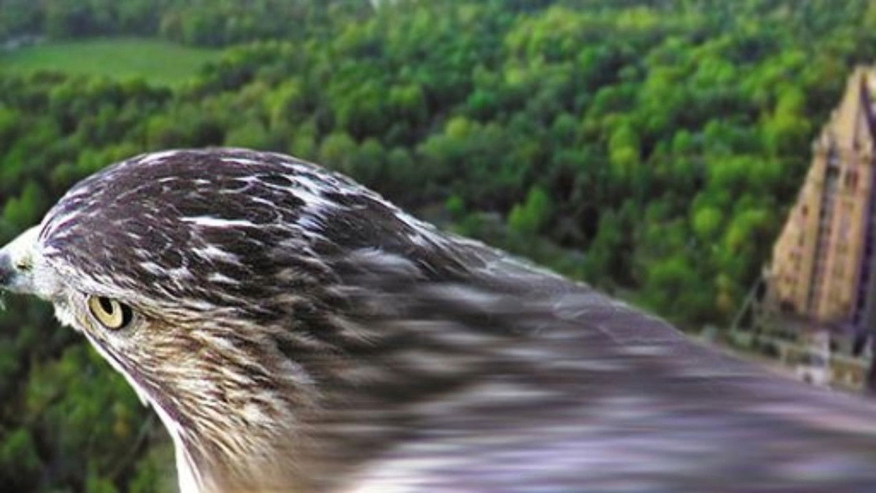 Nature - Season 22 Episode 13 : Pale Male