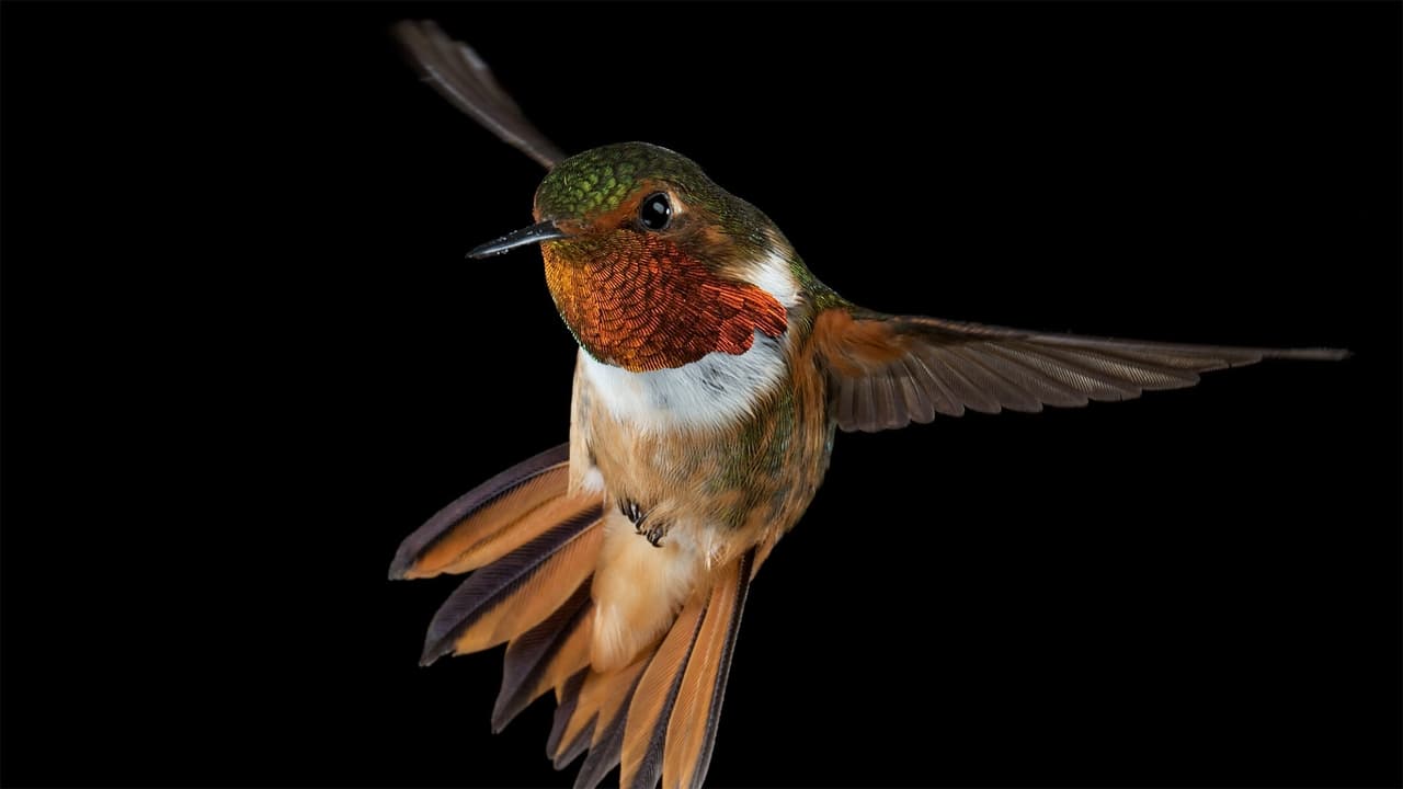 Nature - Season 28 Episode 5 : Hummingbirds: Magic in the Air