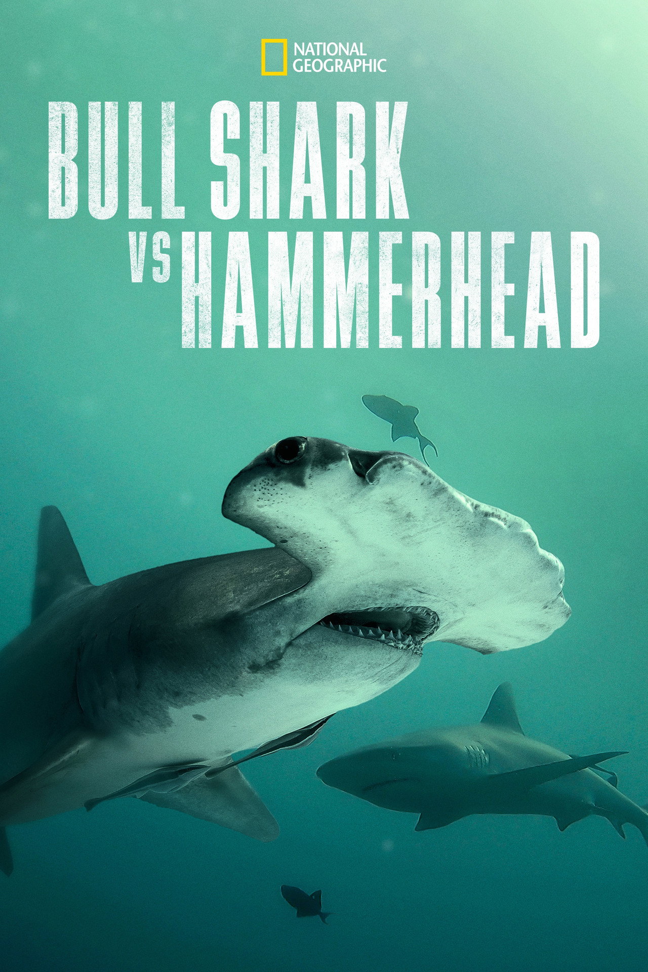Bull Shark vs. Hammerhead filmaffisch