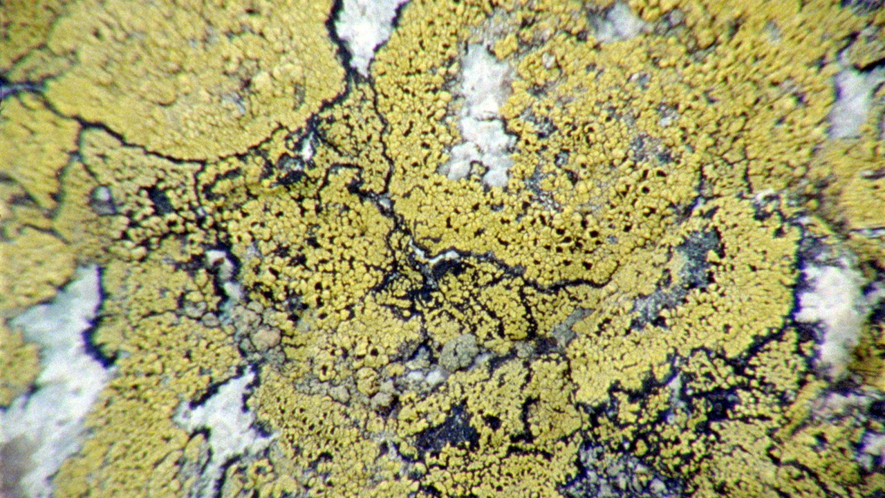 Lichens Are the Way still 4