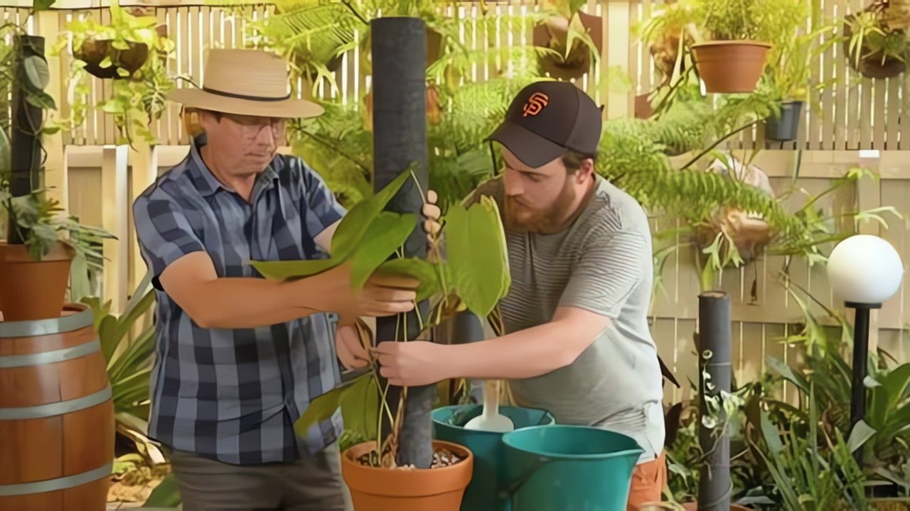 Episode 8 Roof Garden, Fagus, Pollen & Aroid Poles