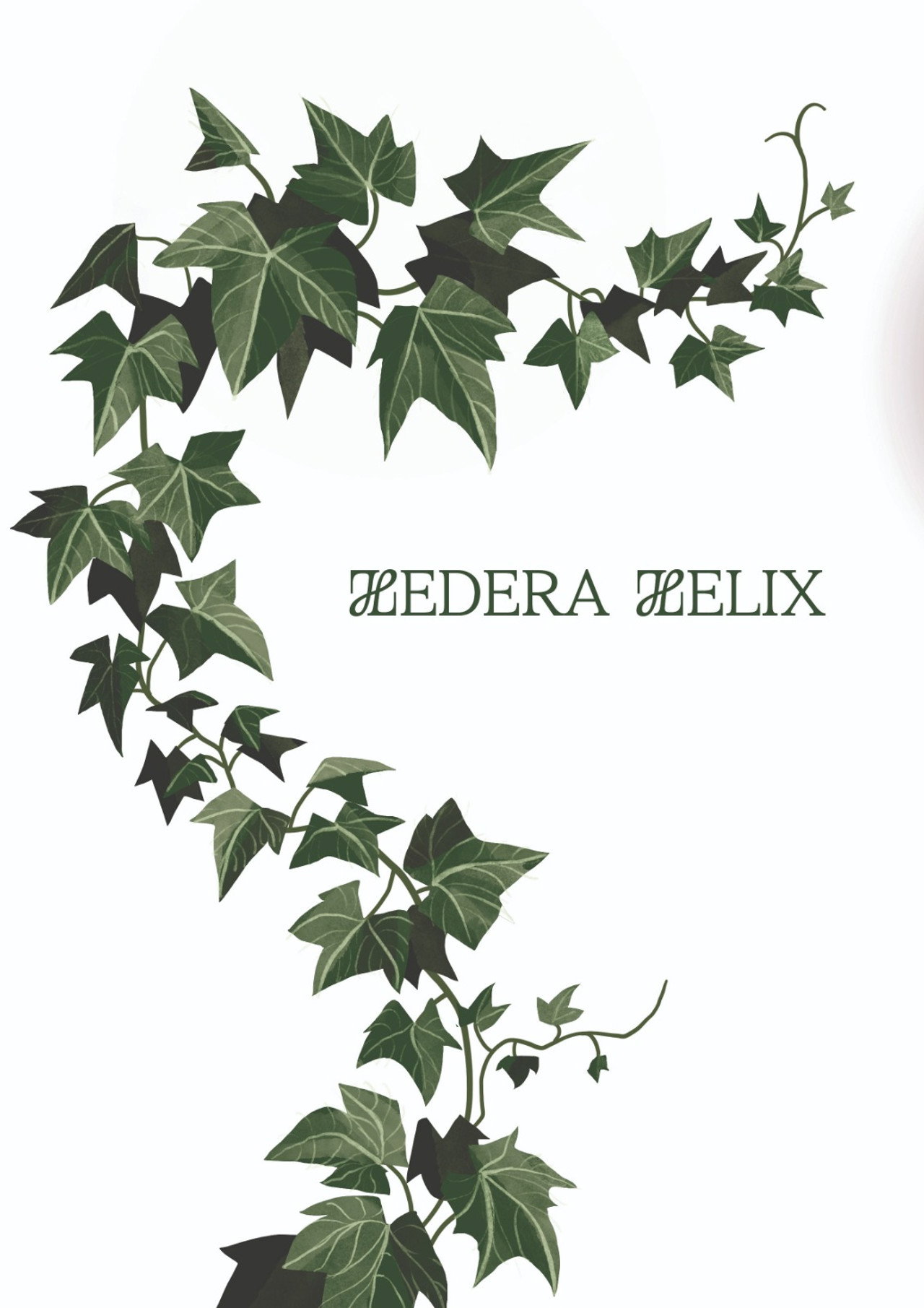 Hedera Helix