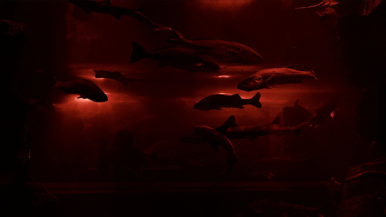 Backdrop for Red Wave​