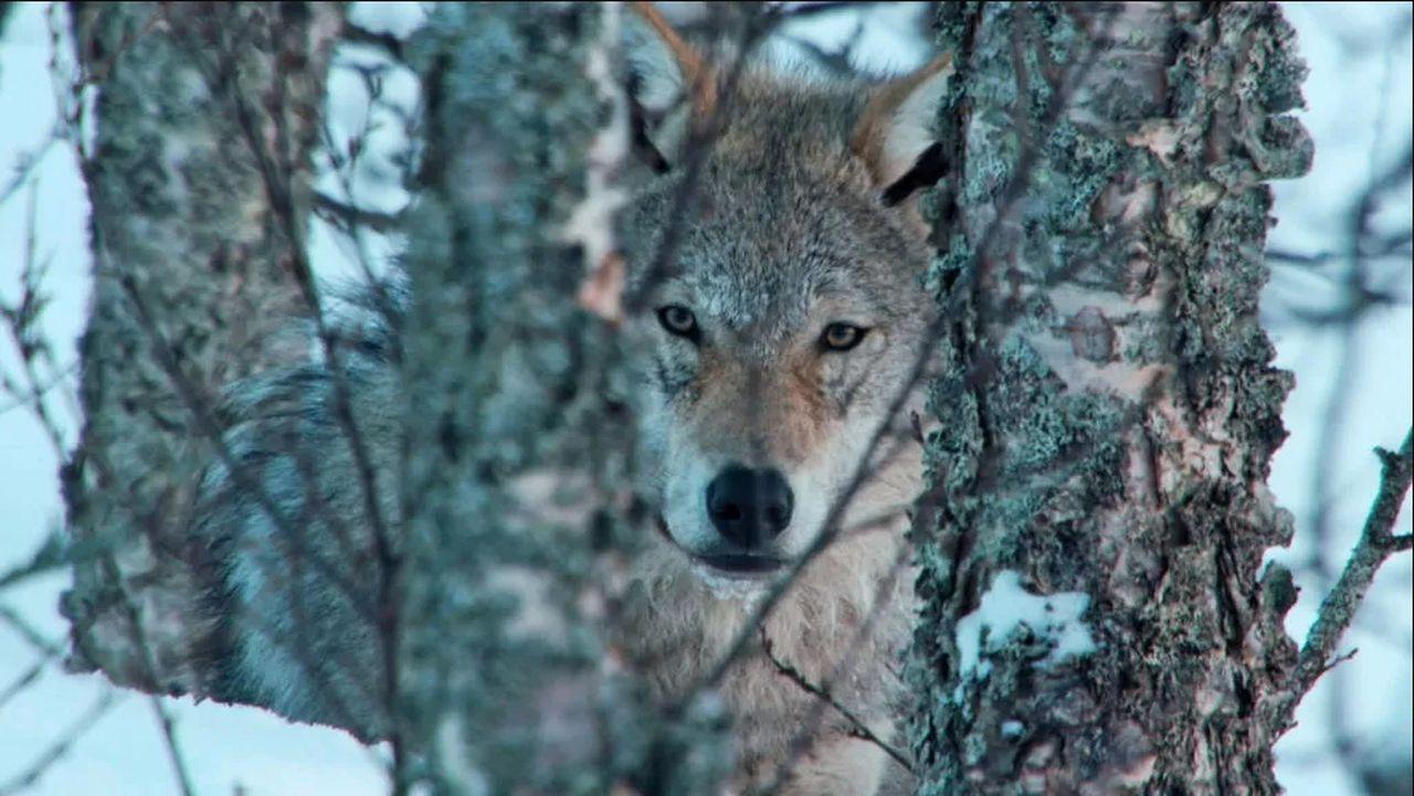 Europe's Last Wilderness