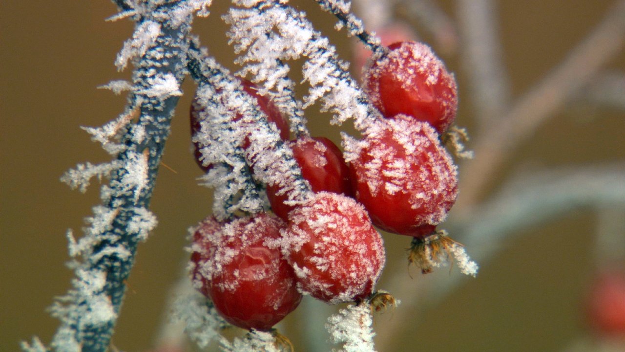 Nature - Season 25 Episode 3 : Christmas in Yellowstone