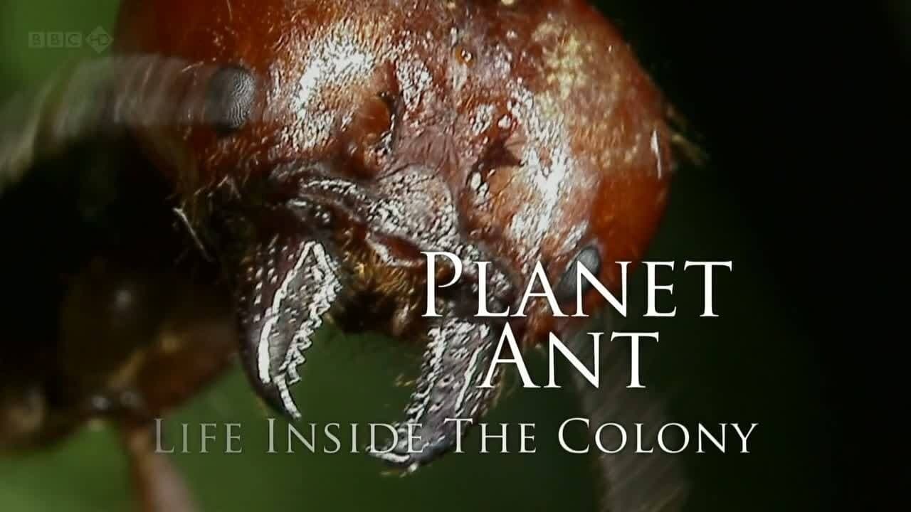 Planet Ant: Life Inside The Colony Backdrop Image