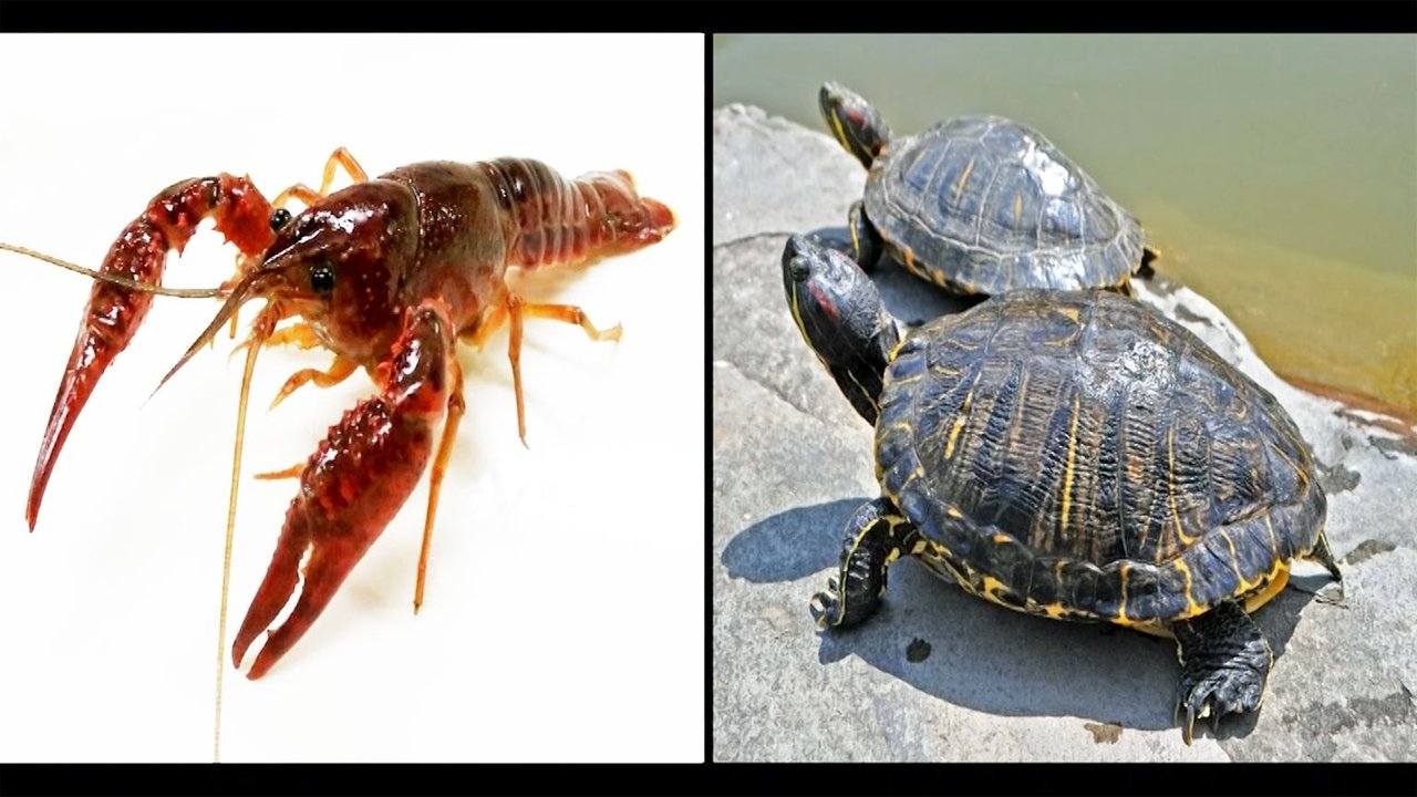 Japan Bans Trade of Invasive Crayfish and Turtles