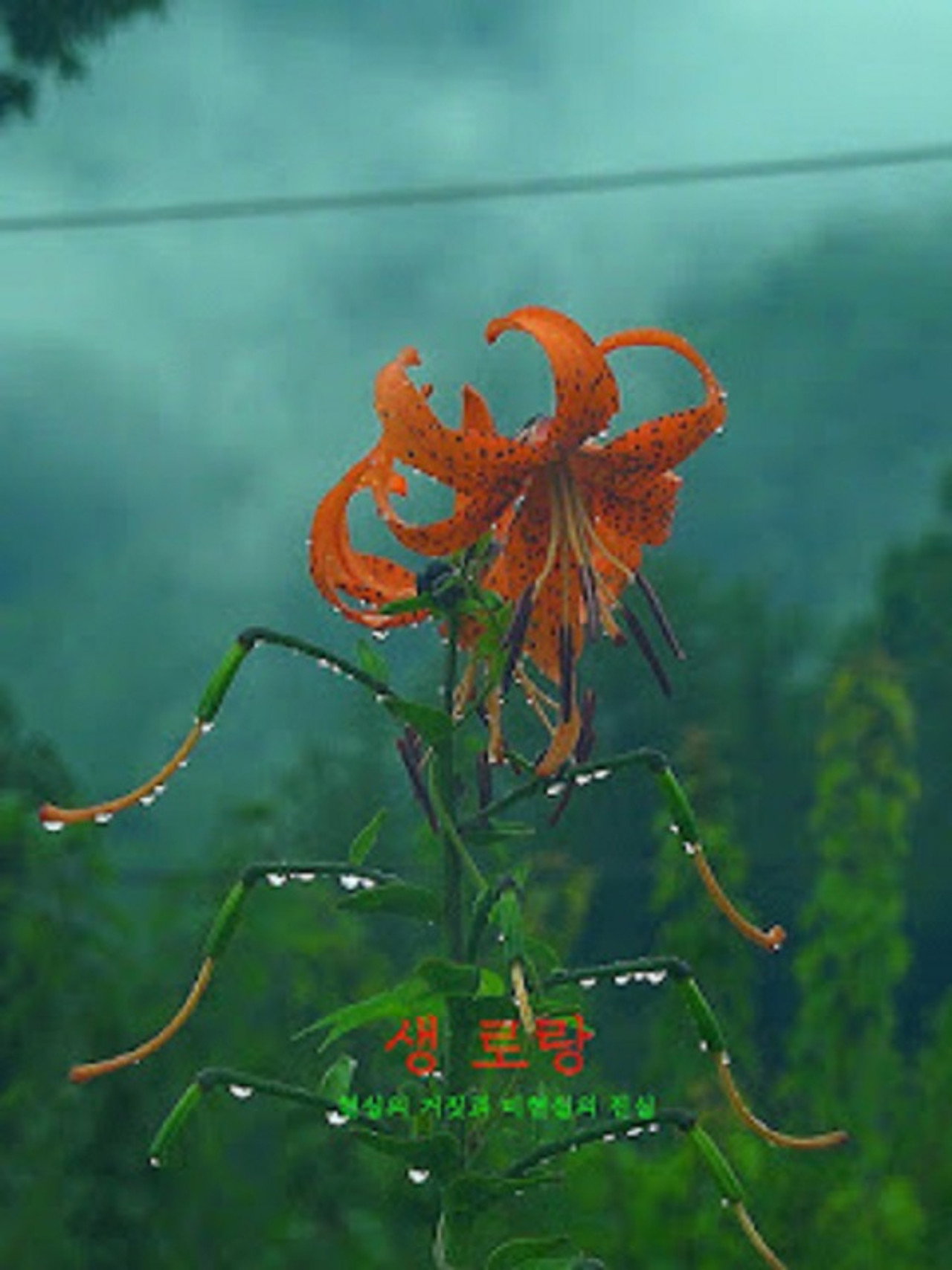 생 로랑 filmaffisch