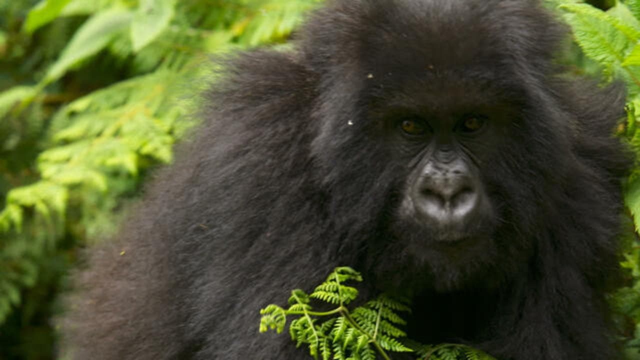 60 Minutes - Season 54 Episode 48 : Saving the Mountain Gorillas; Deep Springs, Gucci