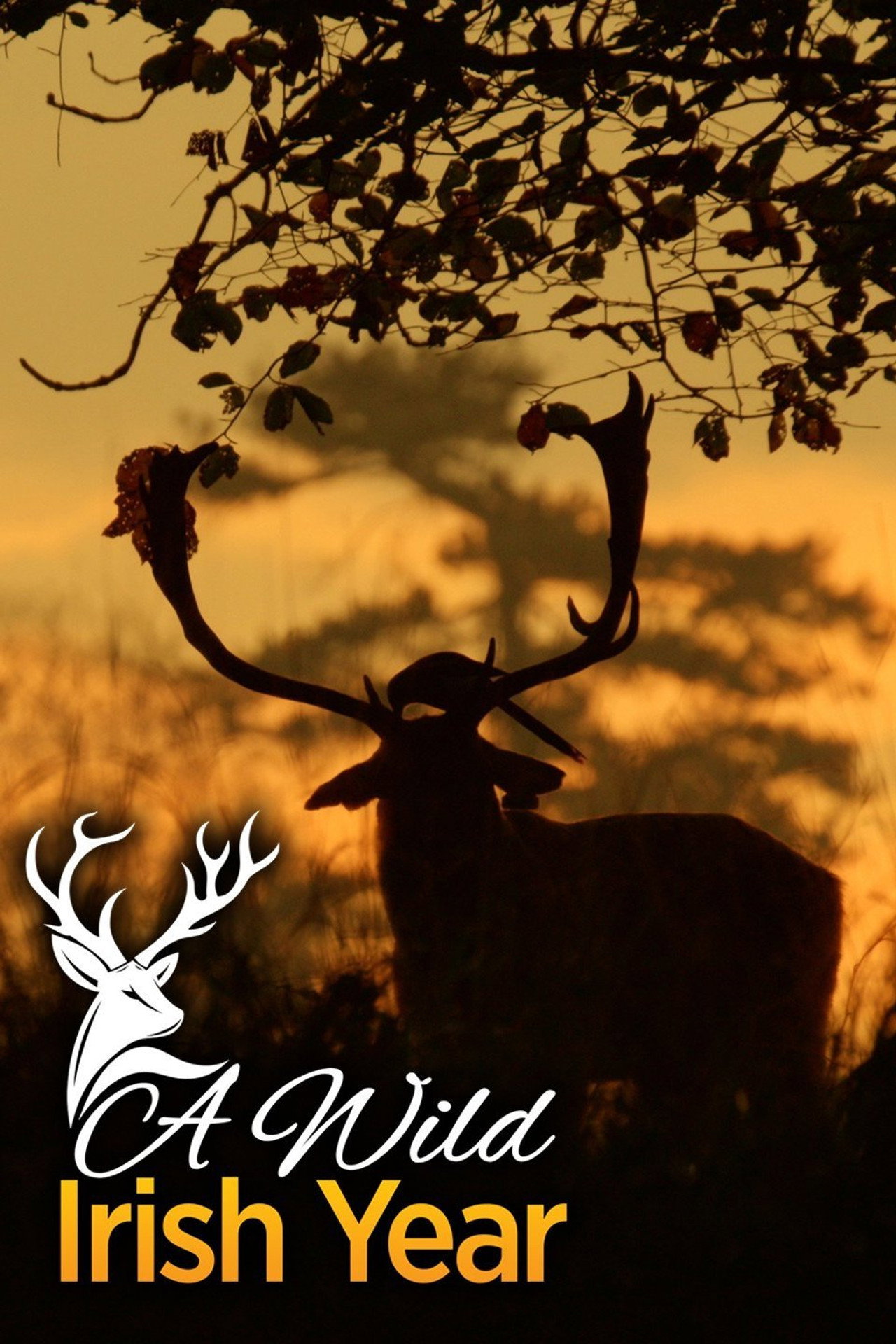 A Wild Irish Year