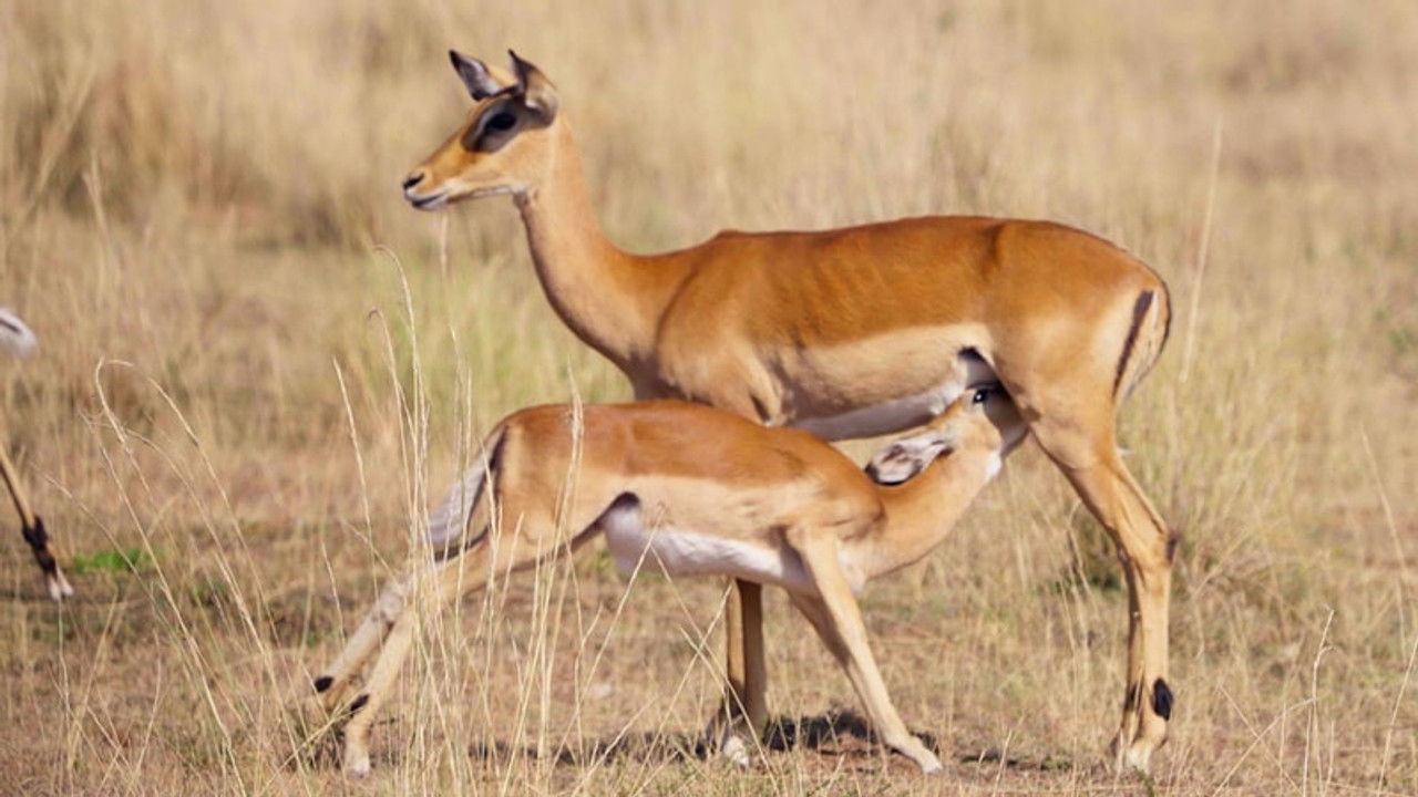 無制限探險隊 — Épisode 11