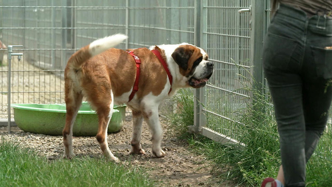 Die Unvermittelbaren - mit Martin Rütter — Épisode 4