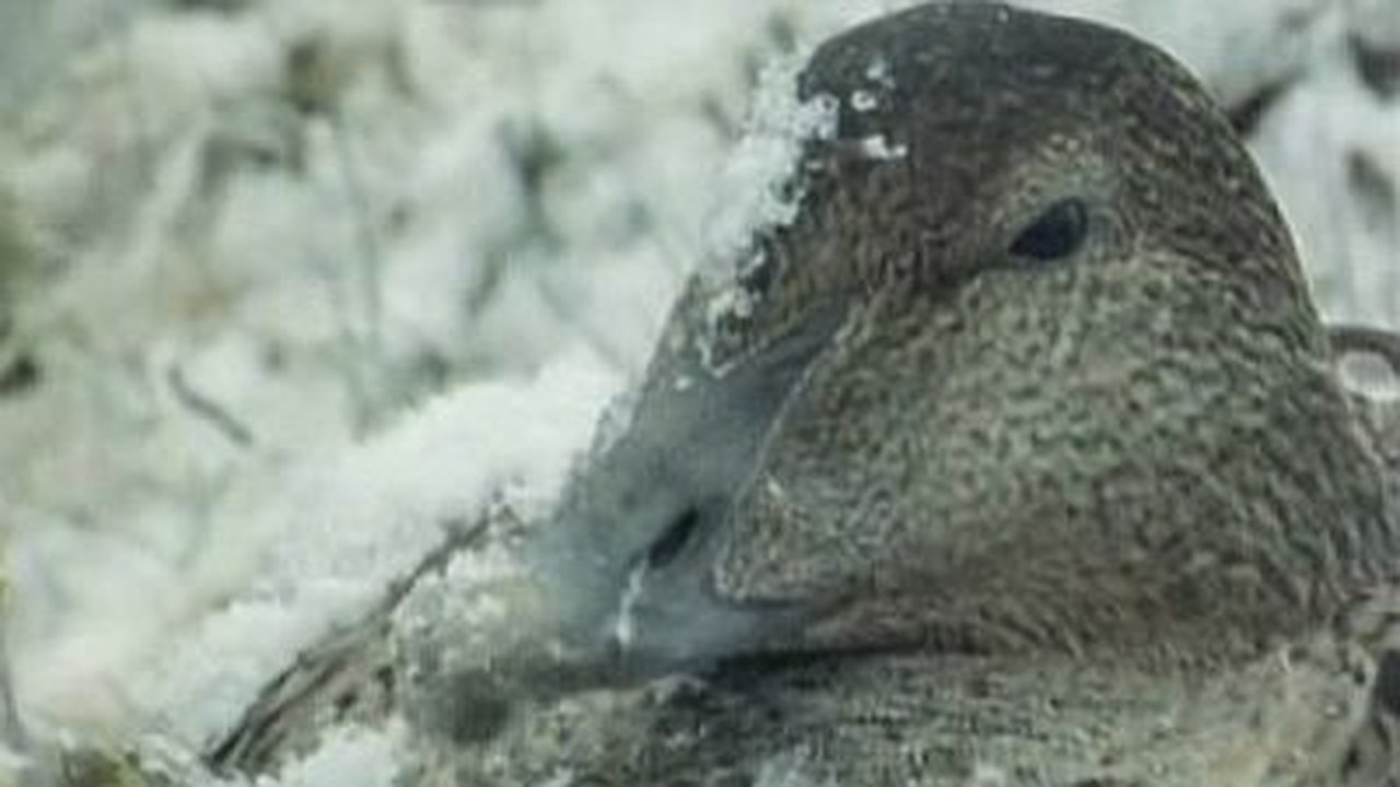 Natural World - Season 17 Episode 14 : Tough Ducks
