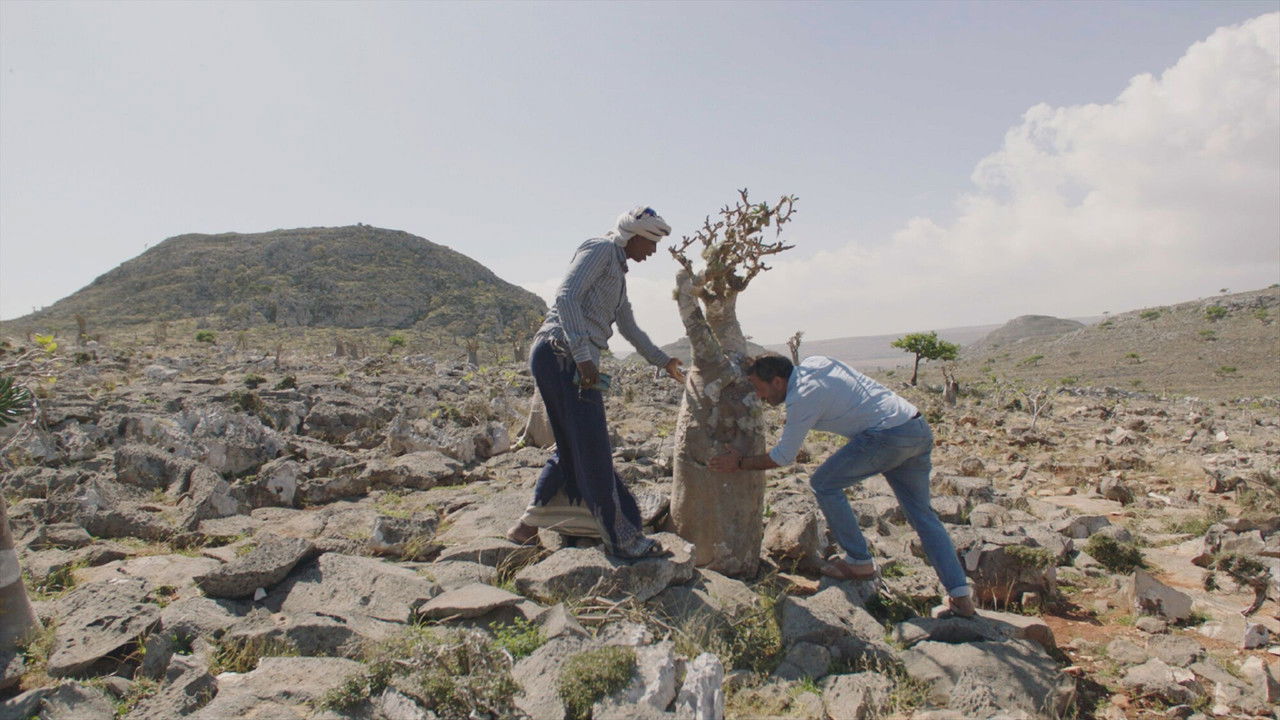 Oases in de Oriënt — Épisode 1