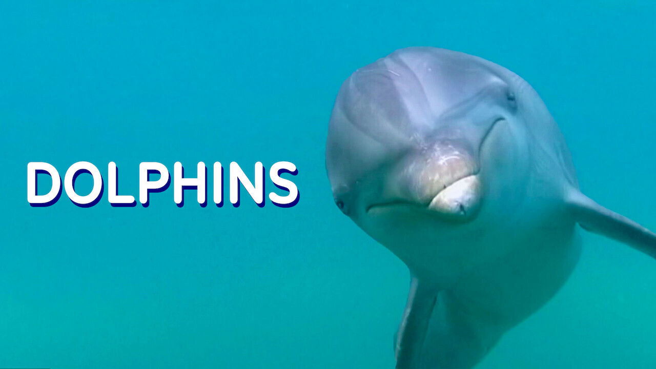 Dolphins