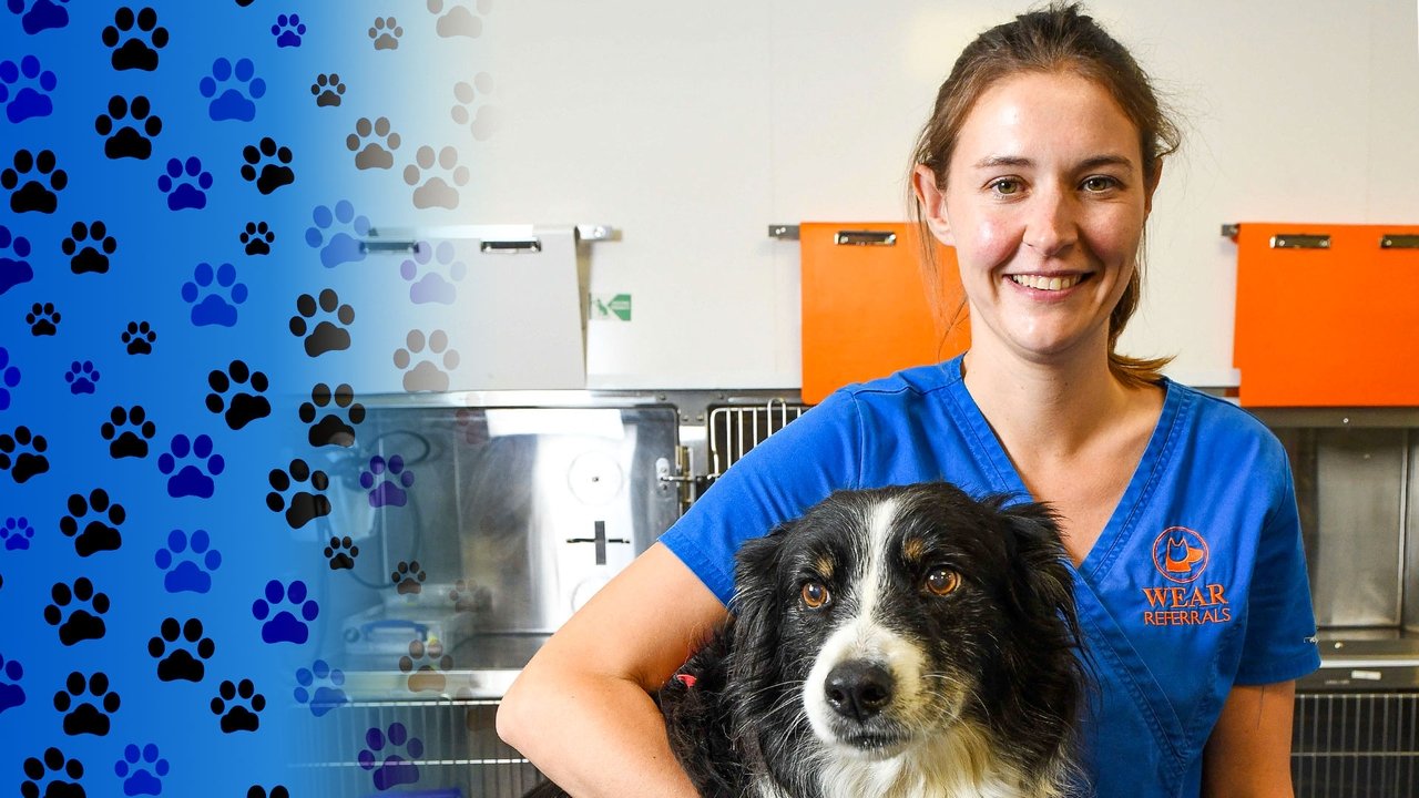 24/7 Pet Hospital background