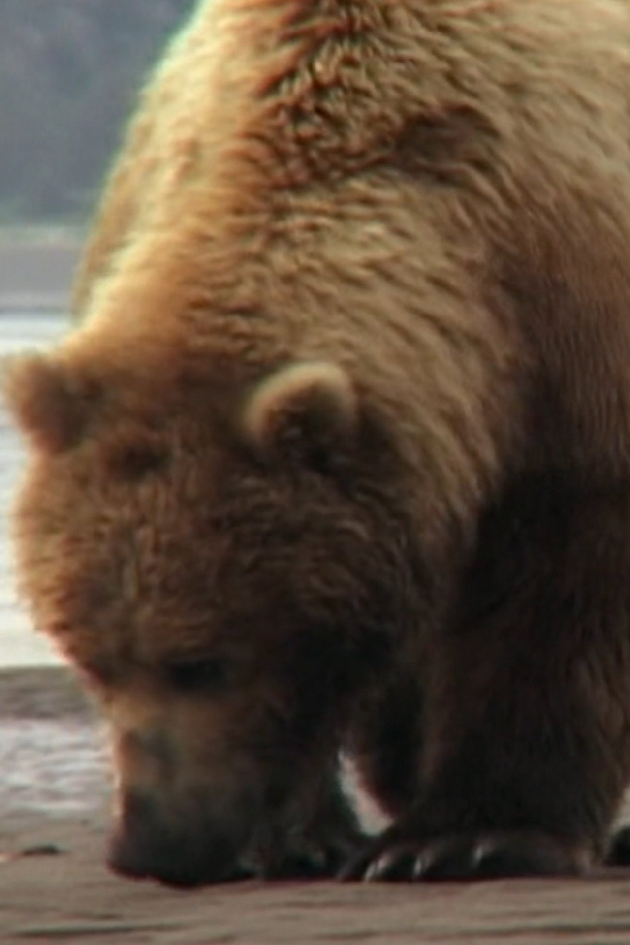 Saturn the Bear