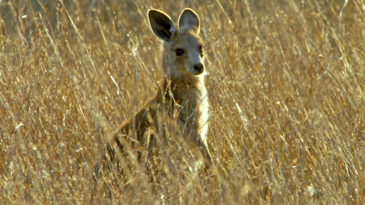 Secret Life of the Kangaroo