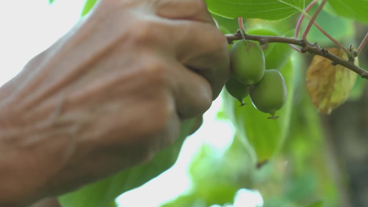 Natur im Garten - Season 25 Episode 20 : Episode 20