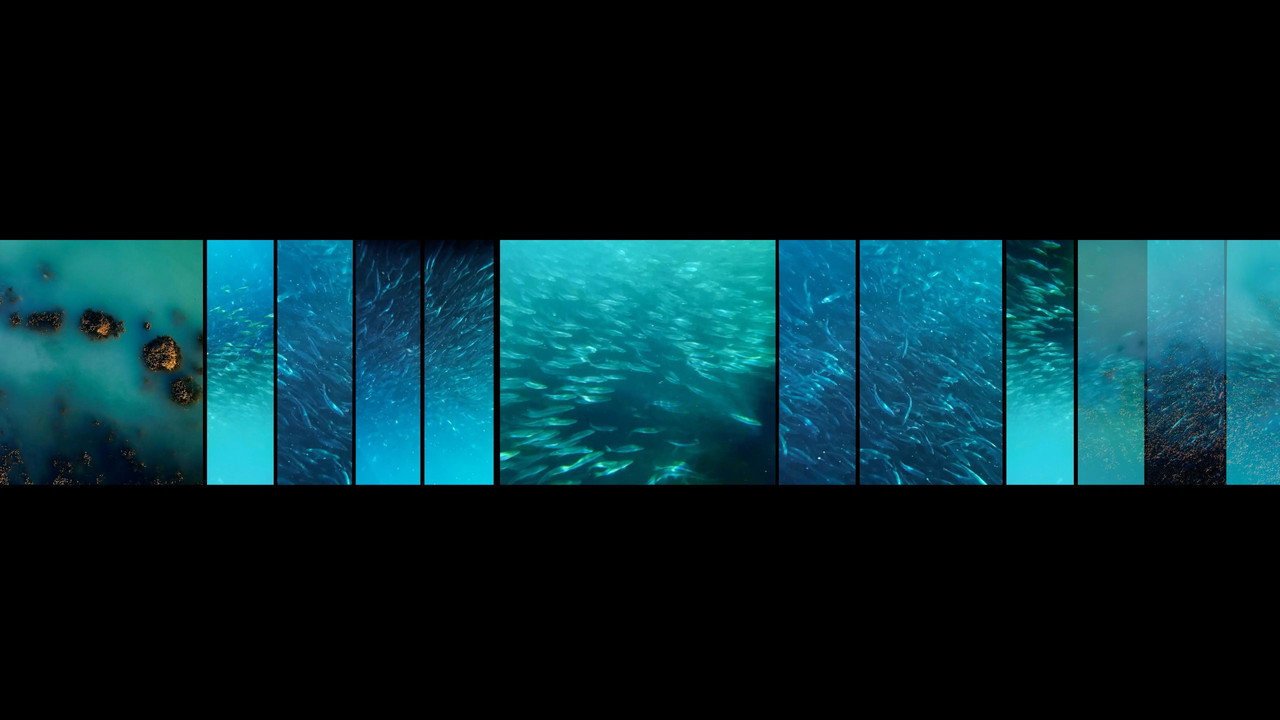 GO FISH still 2
