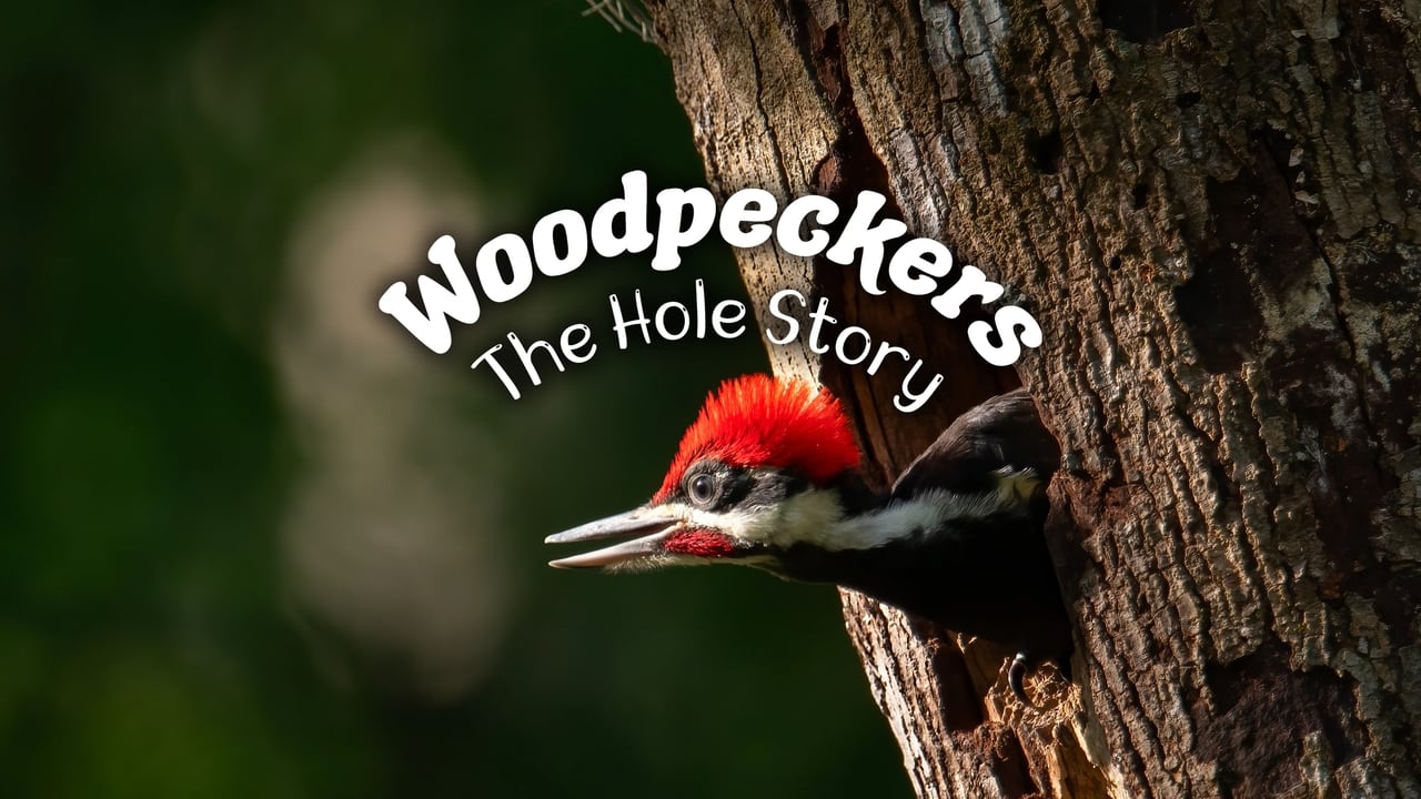 The Nature of Things - Season 62 Episode 12 : Woodpeckers: The Hole Story
