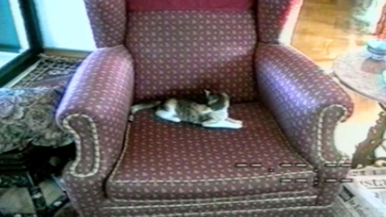 Funniest Pets & People — Épisode 14