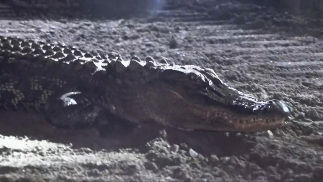 On Patrol: Live — Épisode 62