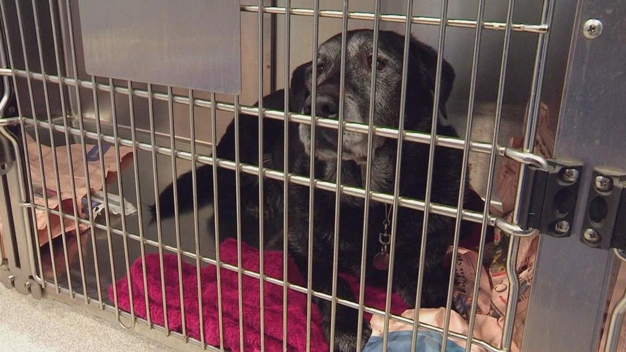 For the Love of Dogs - Season 1 Episode 3 : Episode 3