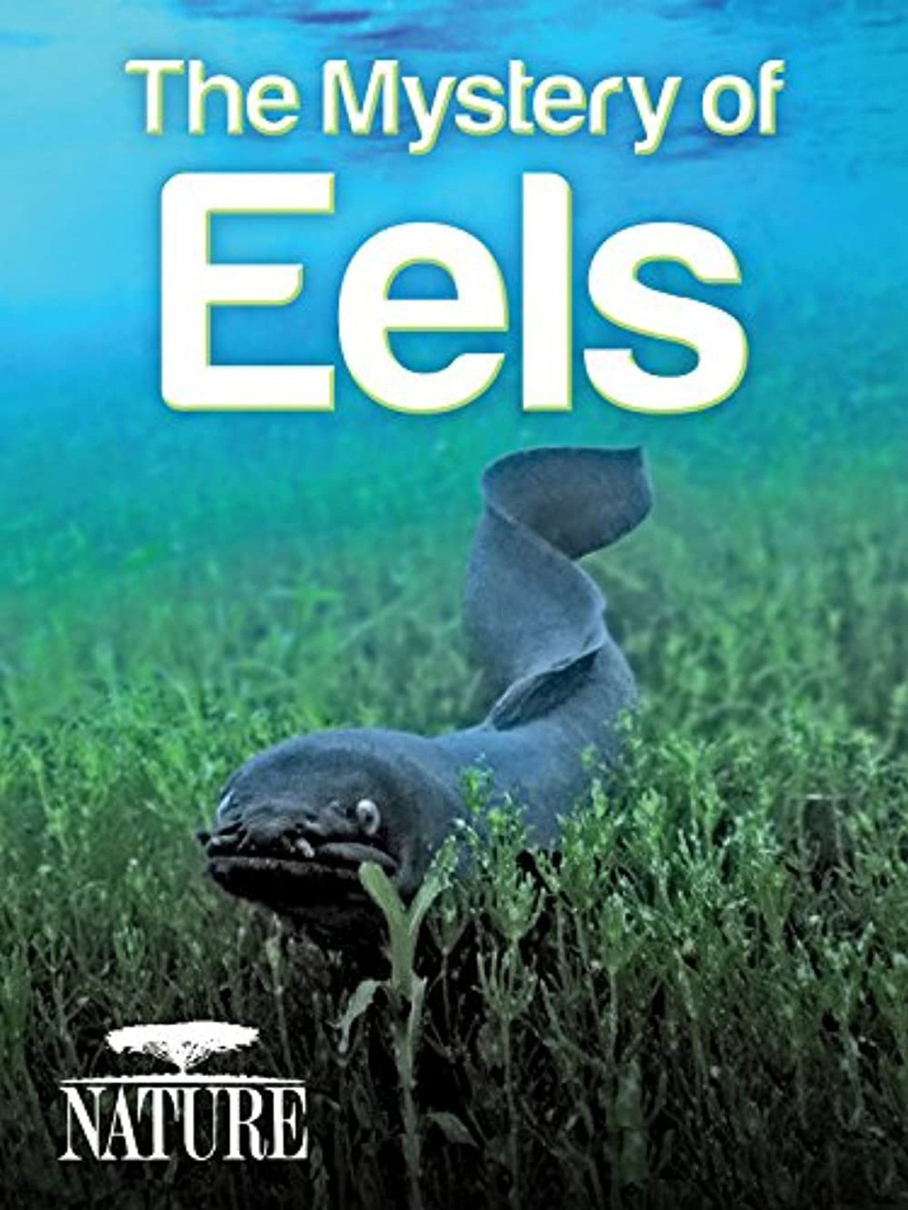 The Mystery of Eels Backdrop