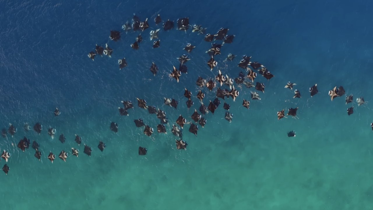 A Deeper Dive with David Attenborough A Deeper Dive with David Attenborough