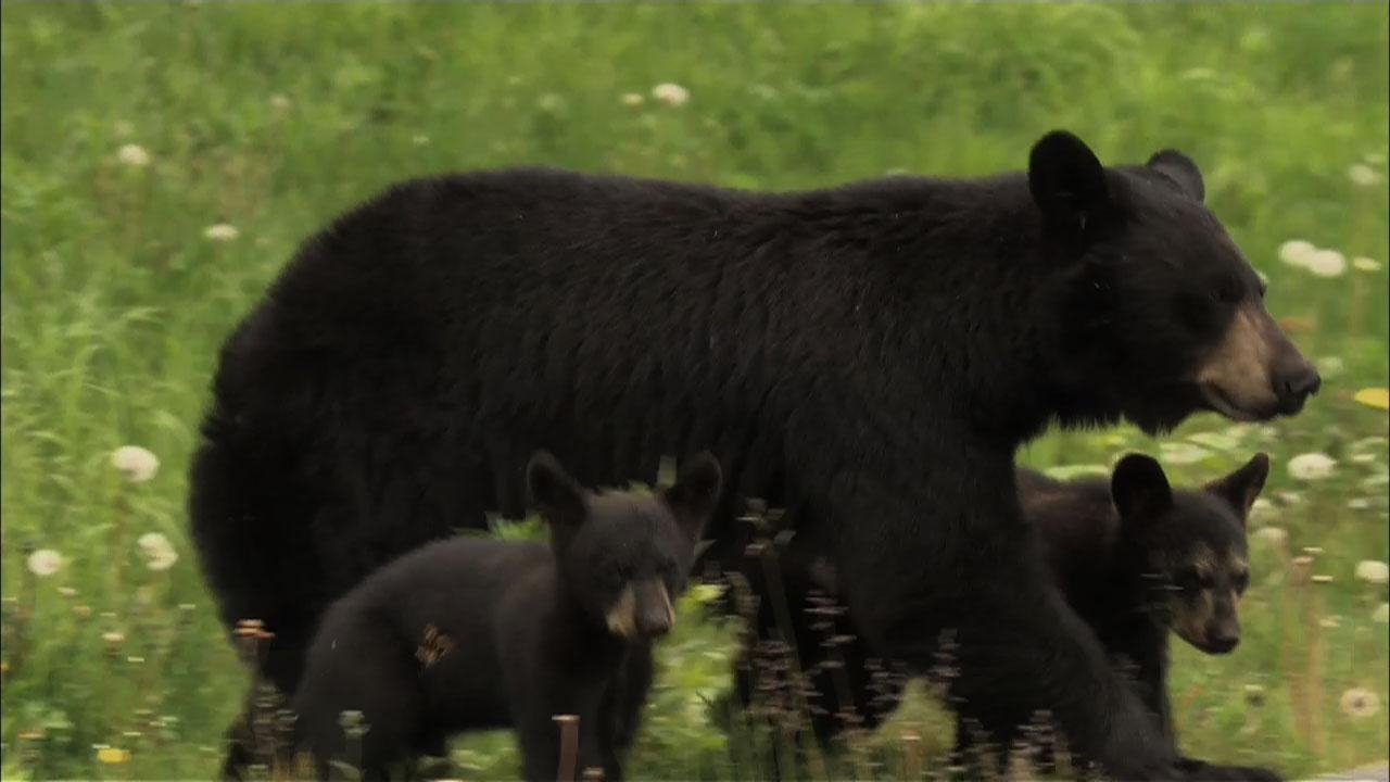 Nature - Season 29 Episode 15 : Bears of the Last Frontier: The Road North