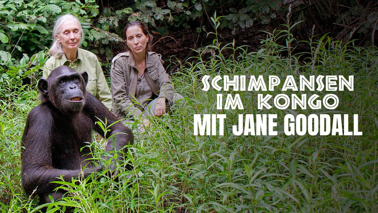 Rescued Chimpanzees of the Congo with Jane Goodall photo 1