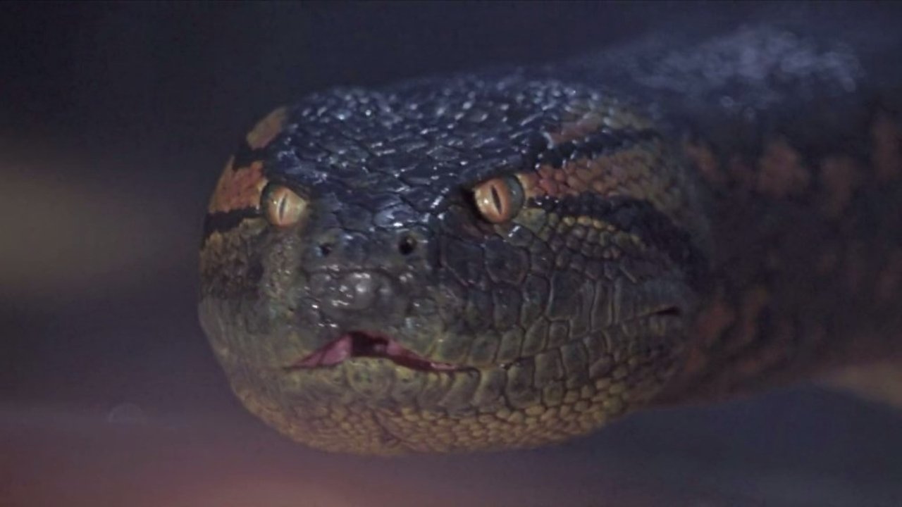 Anaconda