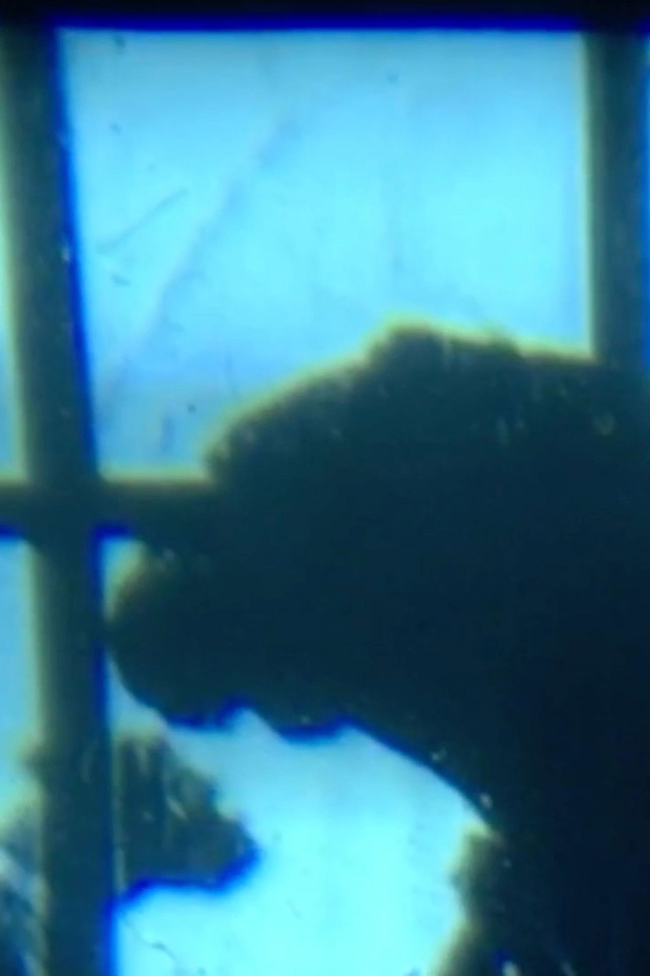 Dog at Window Backdrop