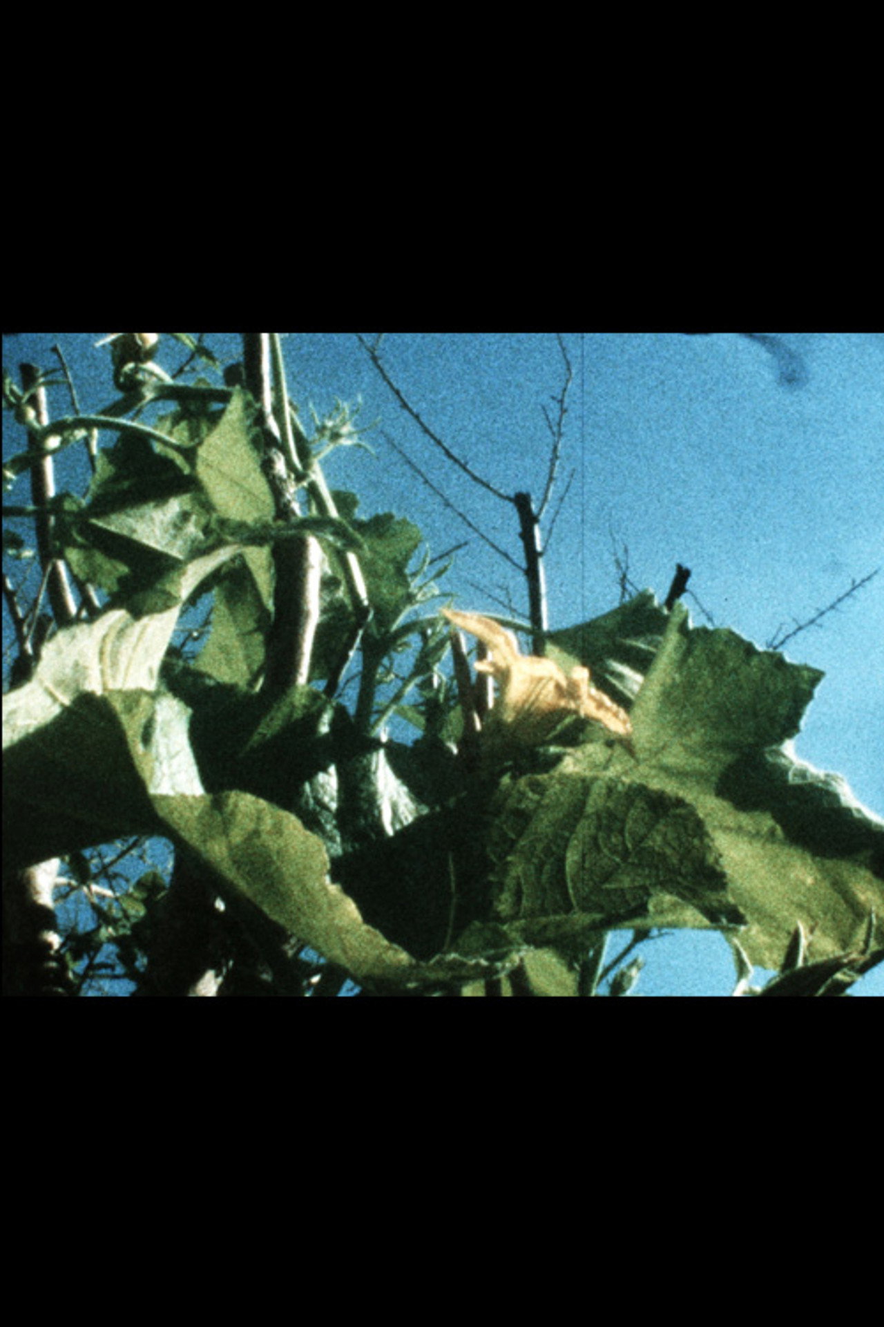 Plantlife filmaffisch