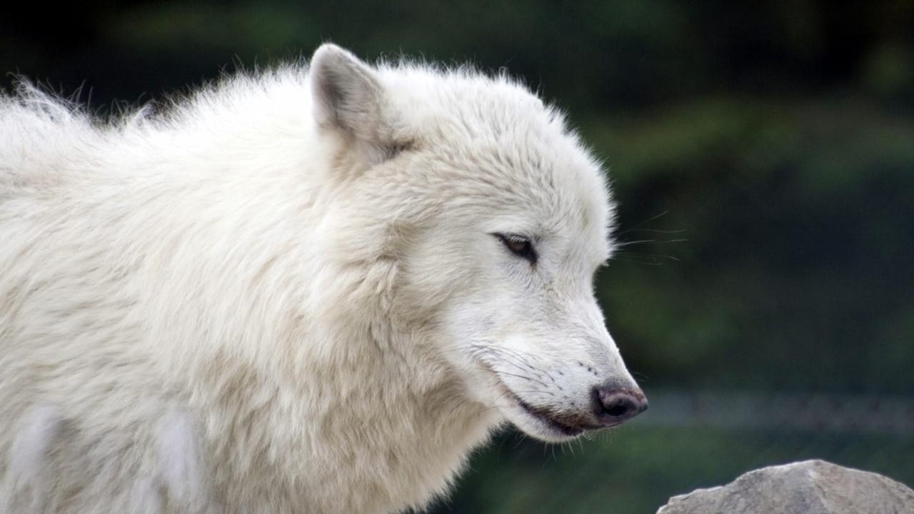 Scen från White Wolves - A Cry in the Wild II