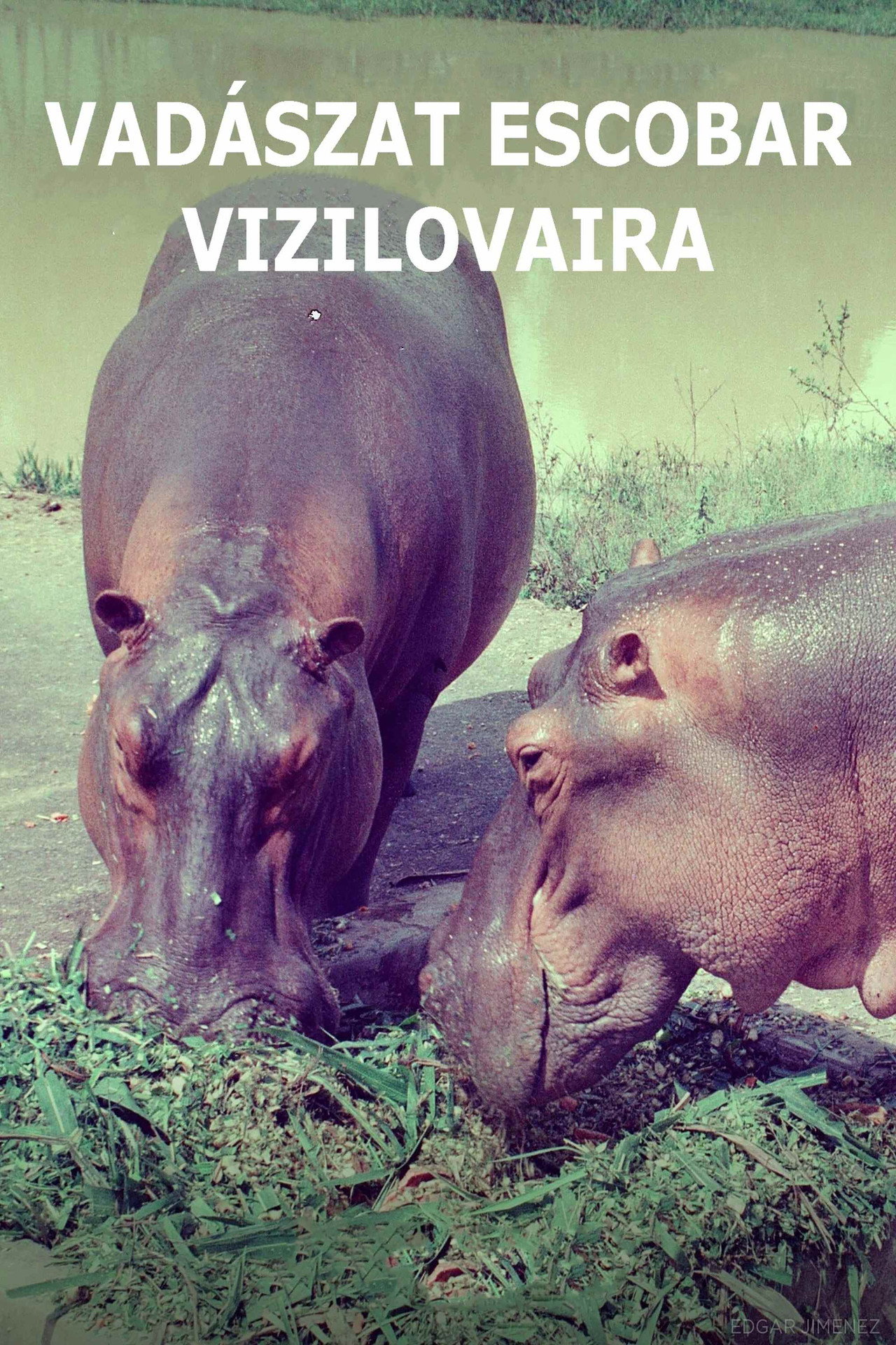 Vadászat Escobar vízilovaira – plakát 4