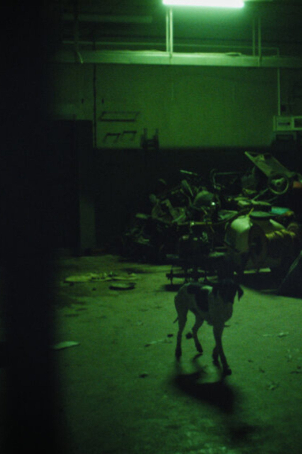 The Fear of Leaving the Animal Forever Forgotten Under the Ground Backdrop