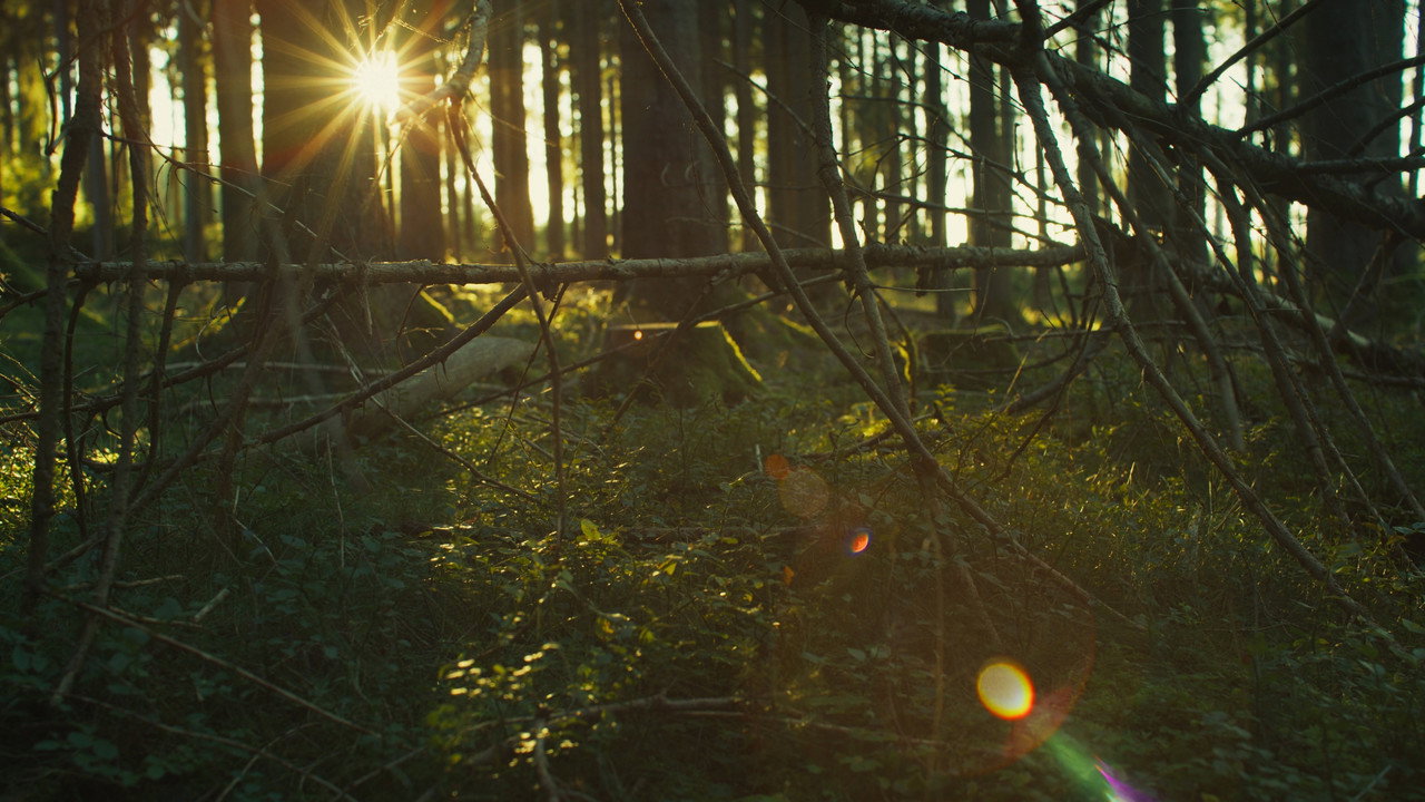 The Hunting Blind still 9