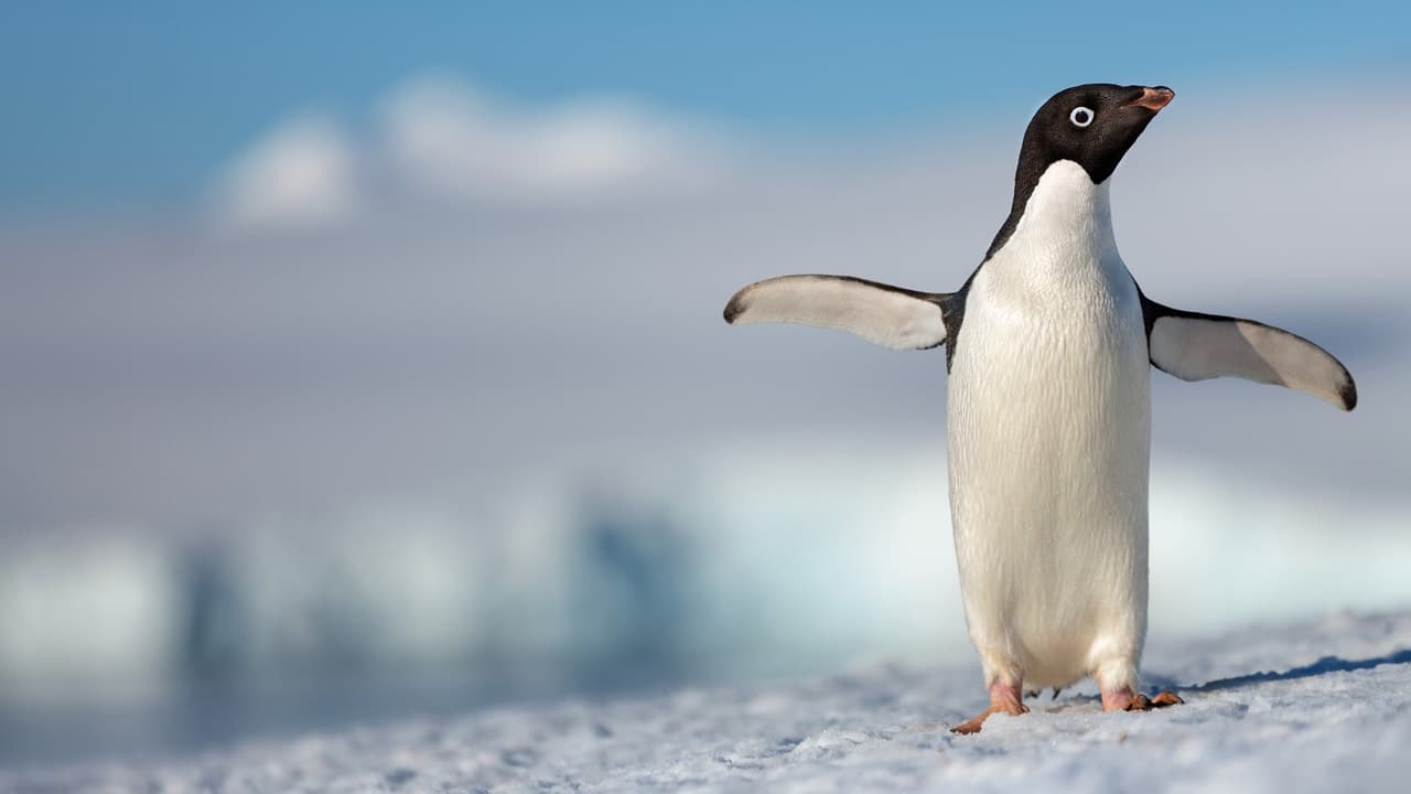 Cast and Crew of Penguins