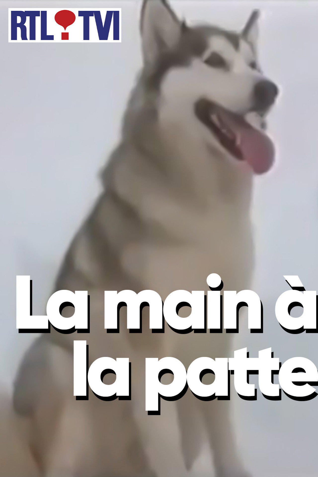 La main à la patte affisch