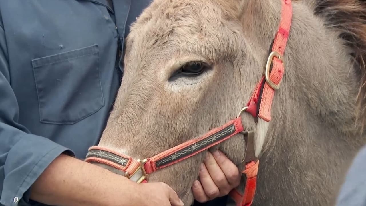 The Incredible Dr. Pol - Season 21 Episode 4 : Pup Friction