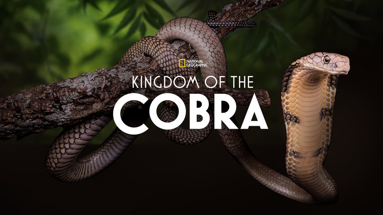 Secrets of the King Cobra still 6