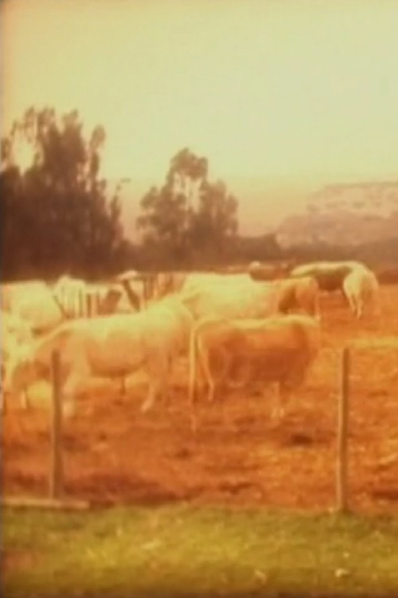 Vacas filmaffisch