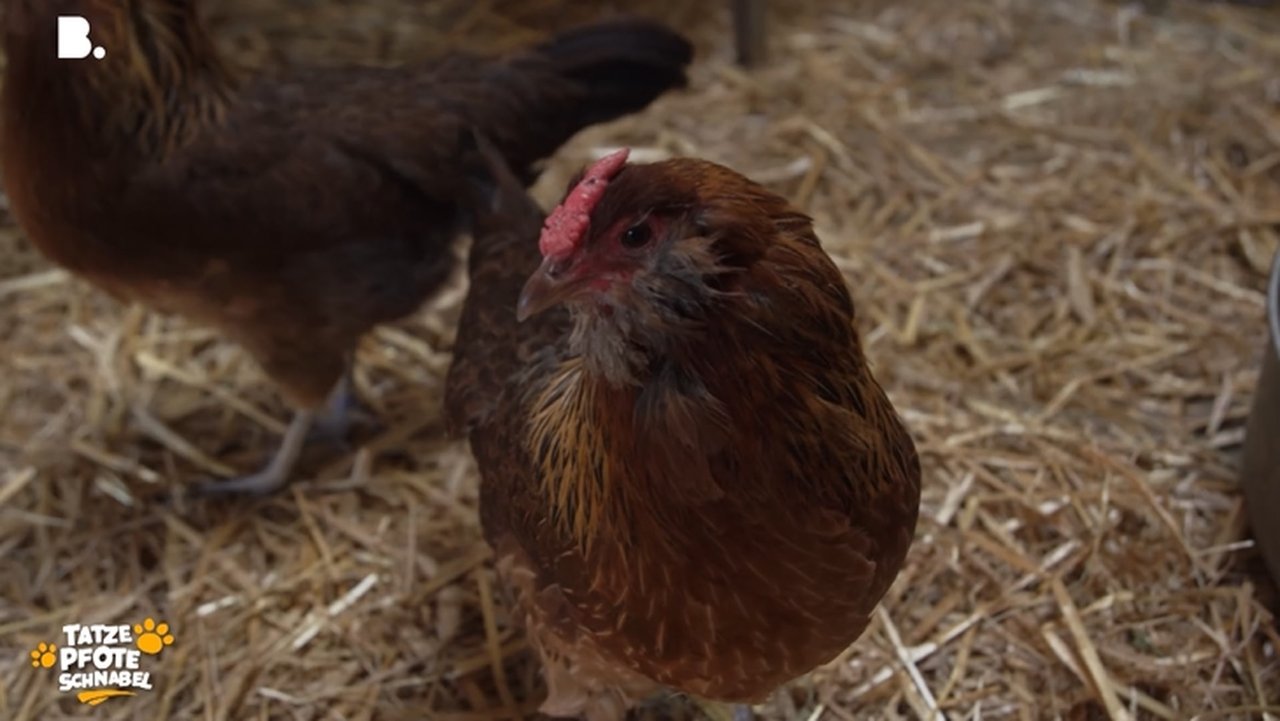 Tatze, Pfote, Schnabel - Season 3 Episode 20 : Episode 20